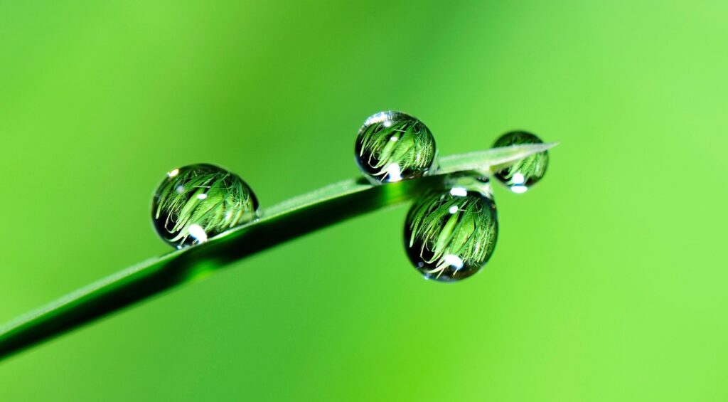 leaf, droplets, reflection, grass, water, drops, raindrops, dew, dewdrops, plant, nature, green, closeup, leaf, green, green, green, green, green